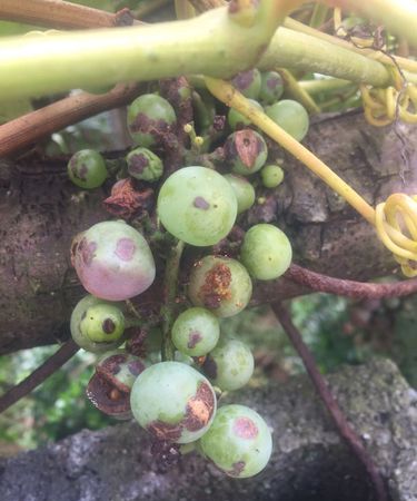 葡萄熟了引来蜜蜂啃葡萄怎么治