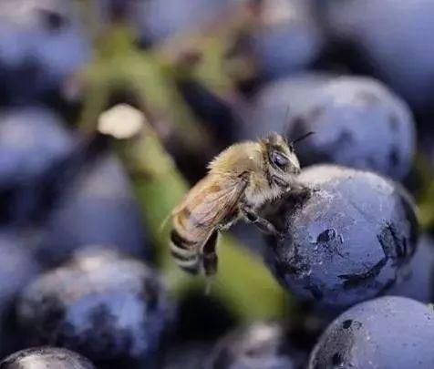 葡萄成熟的季节是哪个季节