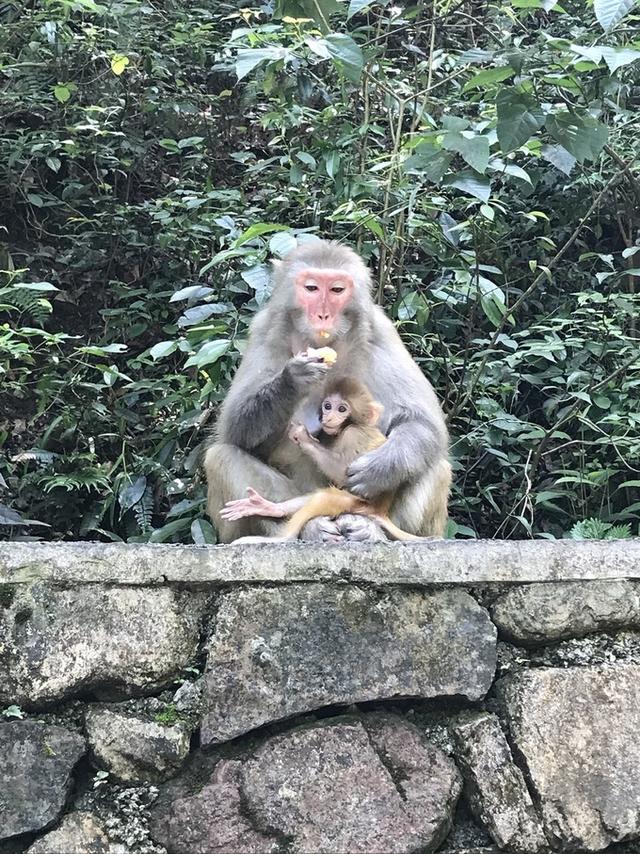 张家界凤凰旅游自由行攻略最新(张家界凤凰详细旅行攻略)(24)