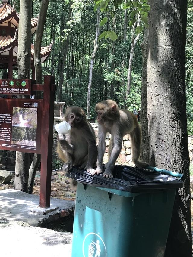 张家界凤凰旅游自由行攻略最新(张家界凤凰详细旅行攻略)(25)