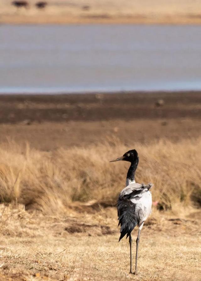 最美高铁线路旅游攻略（国内首条旅游高铁来了）(28)