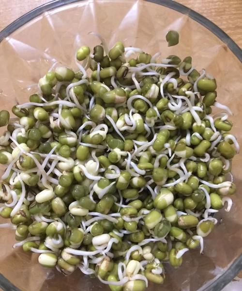 绿豆的生长情况记录表