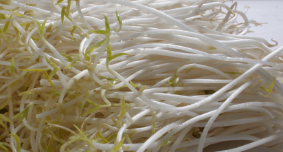 绿豆的生长过程,绿豆苗的生长过程记录图5