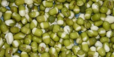 绿豆的生长过程,绿豆苗的生长过程记录图2