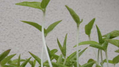 绿豆的生长过程,绿豆苗的生长过程记录图7