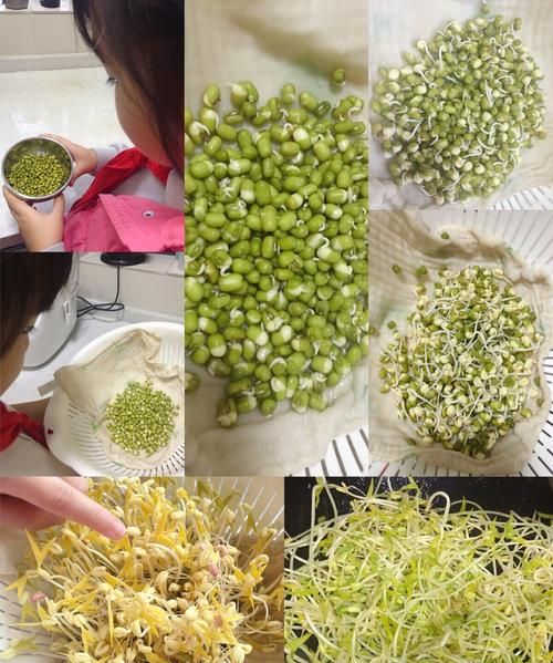 绿豆的生长过程图片
