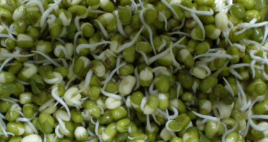 绿豆的生长过程,绿豆苗的生长过程记录图3