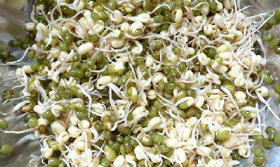 绿豆的生长过程,绿豆苗的生长过程记录图4