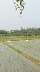 ​漠漠水田飞白鹭全诗