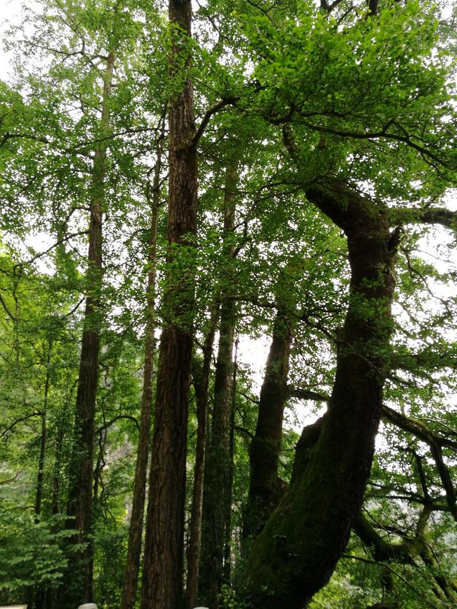 天目山旅游攻略一天游（皖南浙北逛两天之三）(11)