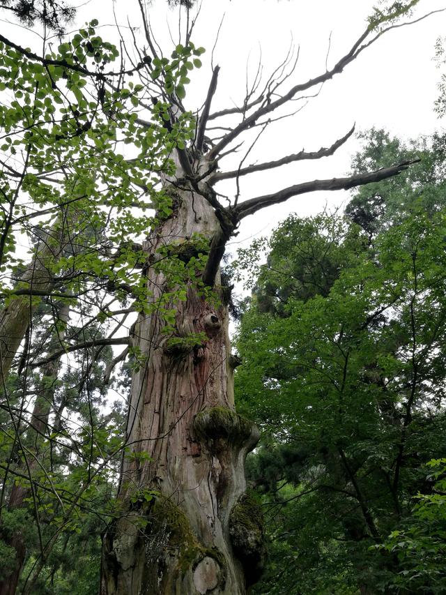 天目山旅游攻略一天游（皖南浙北逛两天之三）(7)