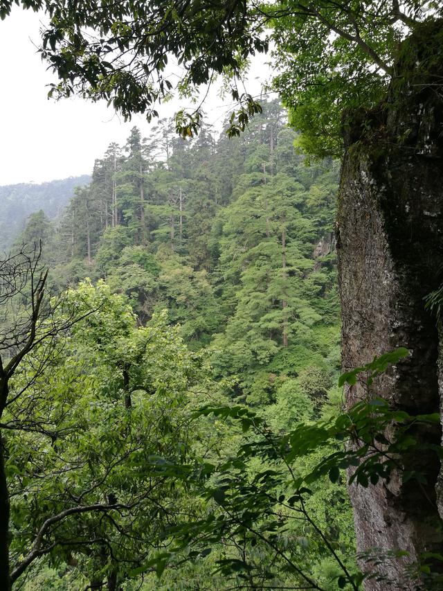 天目山旅游攻略一天游（皖南浙北逛两天之三）(5)