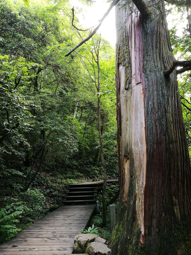 天目山旅游攻略一天游（皖南浙北逛两天之三）(6)