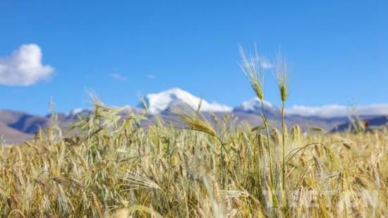 第四天：青稞田
