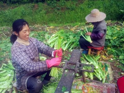​手工芽菜是怎么做的，来看看芽菜的制作工程