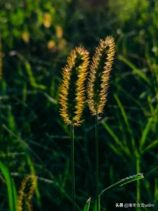 ​摄影#图片：百拍不厌的狗尾巴花…