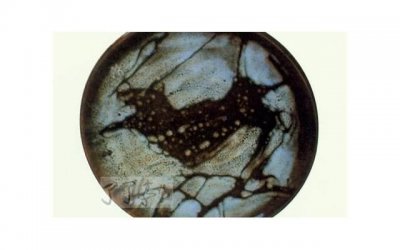 ​杨倩妈妈说油焖大虾管够