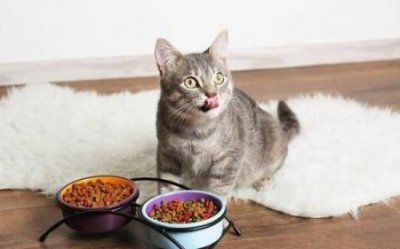 ​两个月的幼猫可以和牛奶吗？幼猫喂养指南