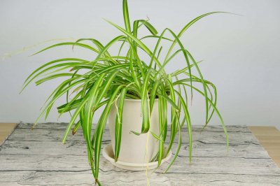 ​吊兰的无土栽培