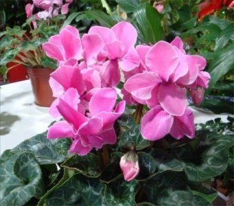 ​冬天开的花有哪些呢（冬天开的花有哪些？6种花冬天开，养在家里漂亮又喜庆）