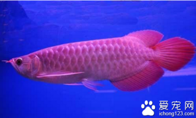 ​观赏银龙鱼可以吃吗 它能吃但是最好用在观赏上