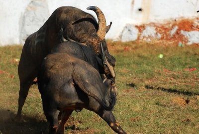 ​气冲斗牛的意思是什么，气冲斗牛也是念三声，它的意思又怎么解释？