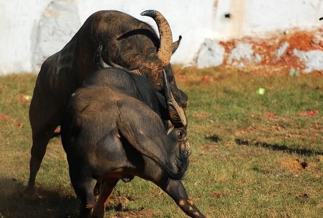 气冲斗牛也是念三声，它的意思又怎么解释