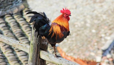 ​扬名立万指的是什么动物和生肖 一世名扬是什么动物