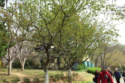 ​海棠花的寓意和象征