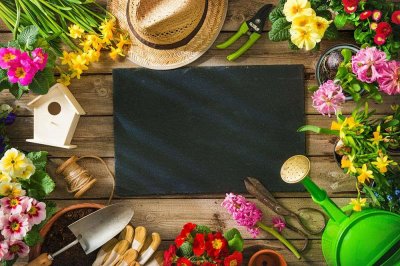 ​花贝母的观赏价值和药用价值