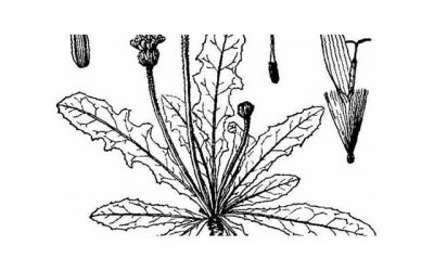 ​男朋友过生日送花合适吗？ 男朋友生日可以送花吗？