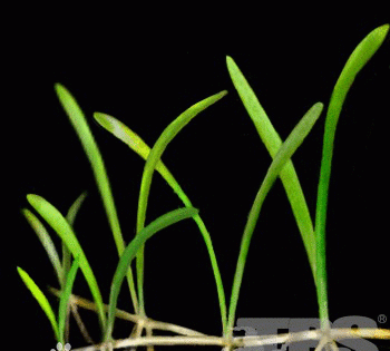 杜拉克草的意思