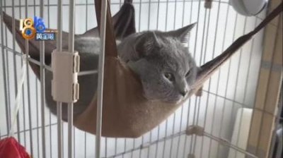 ​猫咪得了疱症怎么办？教你最简单的方法医治！