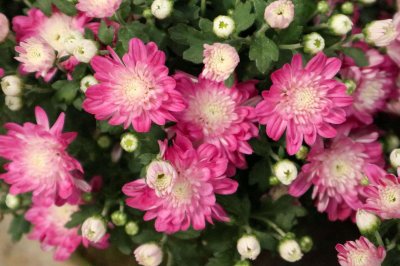 ​月月菊花的养殖方法