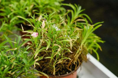 ​石竹种植时间