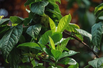 ​栀子花扦插时间