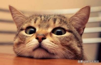 ​猫咪用了开塞露后死了死前尿失禁猫咪用了开塞露后死了猫不拉屎