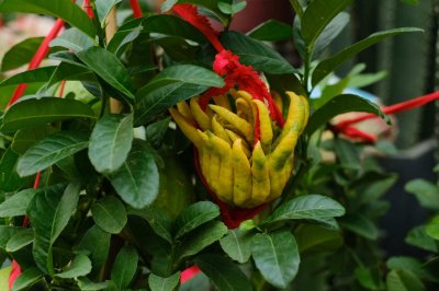 ​佛手花怎么养