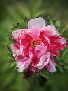 福来运转花开富贵，幸运光顾，钱财翻番，12月容光焕发的生肖点名