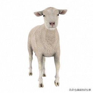 1979年属什么生肖