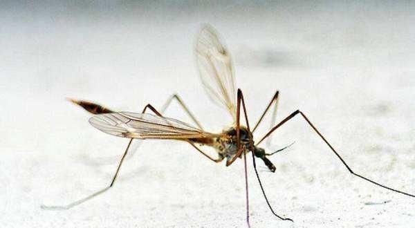 回民为什么不能提猪肉，为什么回族人不吃肉？图7