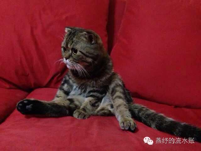 爱斯基摩人的生活习惯是什么（冰雪之原下涌动的奇幻故事）(4)