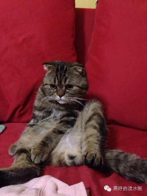 爱斯基摩人的生活习惯是什么（冰雪之原下涌动的奇幻故事）(3)