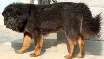 ​犬瘟热会不会传染给猪犬瘟热会不会自己好