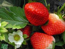 5月份可以种草莓吗？五月份可以种草莓吗？