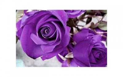 ​18朵玫瑰花代表什么意思 19朵玫瑰花代表什么意思