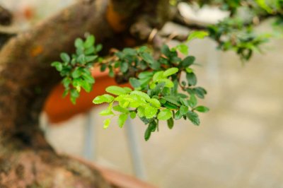 ​榆树的功效和作用