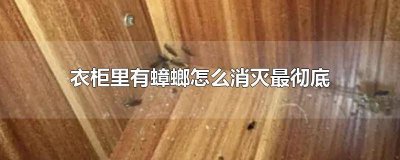 ​怎么去除衣柜里的蟑螂 衣柜的蟑螂怎么去除