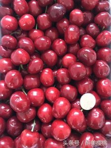 ​世界各地樱桃成熟时间表，你造吗？