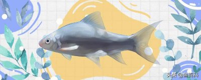 ​鲮鱼是海鱼还是淡水鱼（鲮鱼是什么鱼一般生活在哪里）